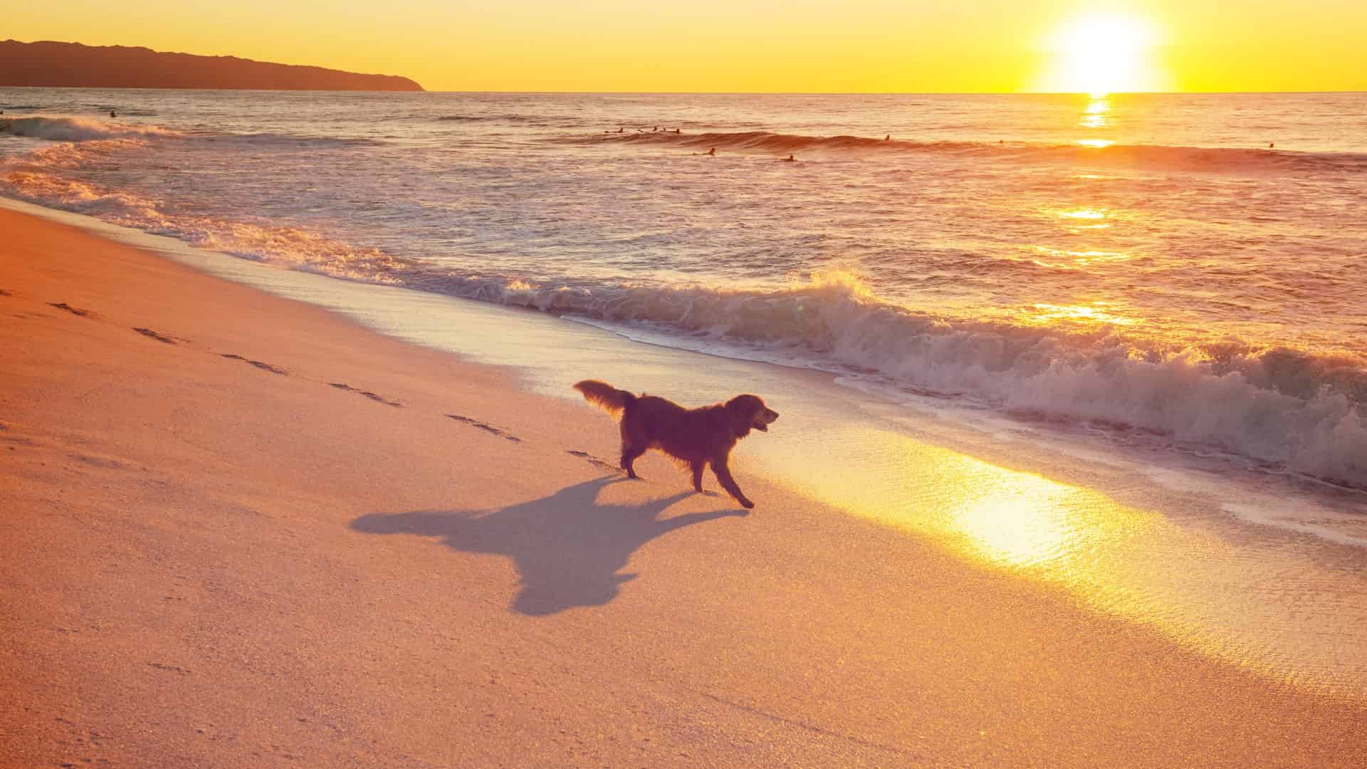 Pet Friendly Rentals in Costa Rica Special Places of Costa Rica