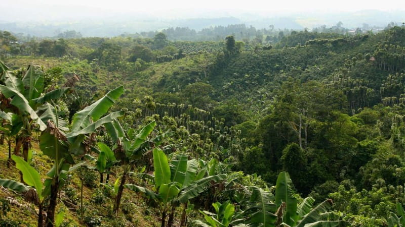 Costa Rica rainforest