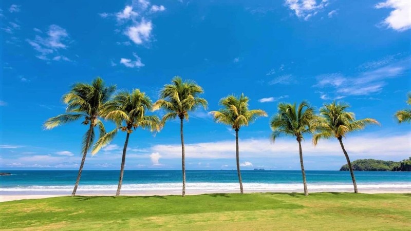 Palm trees on beach in Costa Rica